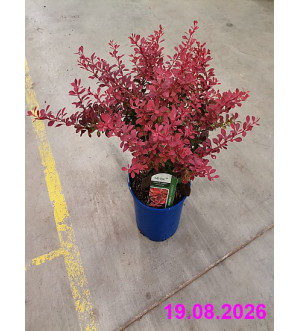 Berberis thunb. 'Ruby Star'® C 2 L